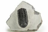 Detailed Austerops Trilobite - Nice Eye Facets #312775-6